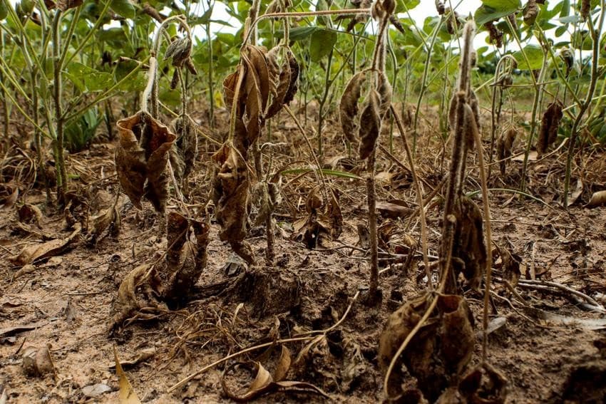 Brasil apresenta fragilidade no seguro rural em comparação global