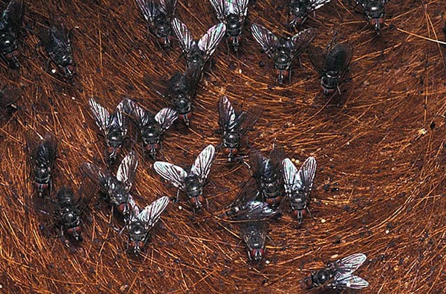 Mosca-do-chifre afeta especialmente o Centro-Oeste do Brasil