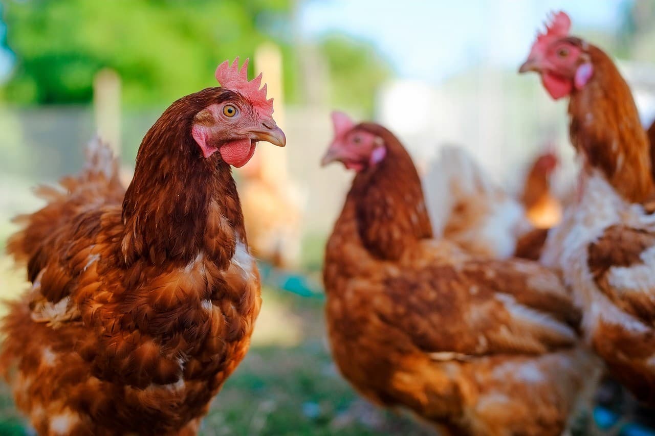 Acesso ao crédito complica práticas de bem-estar animal no Brasil