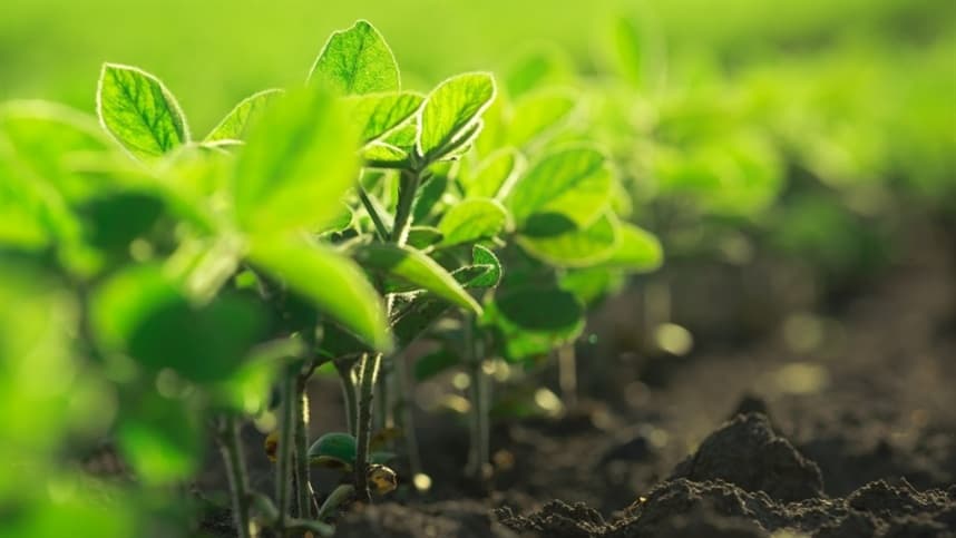 Saúde do solo é crucial para a agricultura brasileira