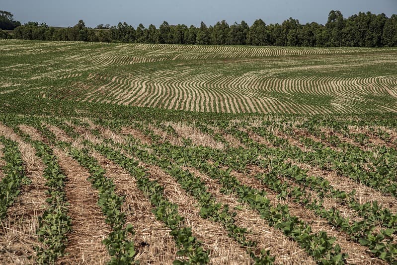 Produtores de soja enfrentam desafios com El Niño em 2026/27