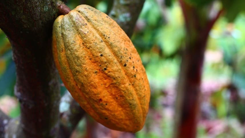 Produtores Rurais Participam de Curso sobre Cultura do Cacau em MG