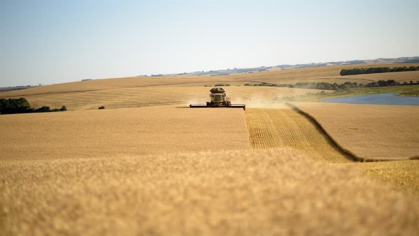 Expectativa de crescimento na produção de trigo brasileiro em 2024