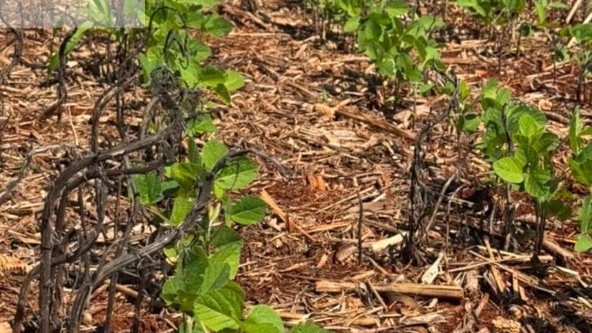 Soja brasileira inicia ciclo com foco em manejo de plantas daninhas