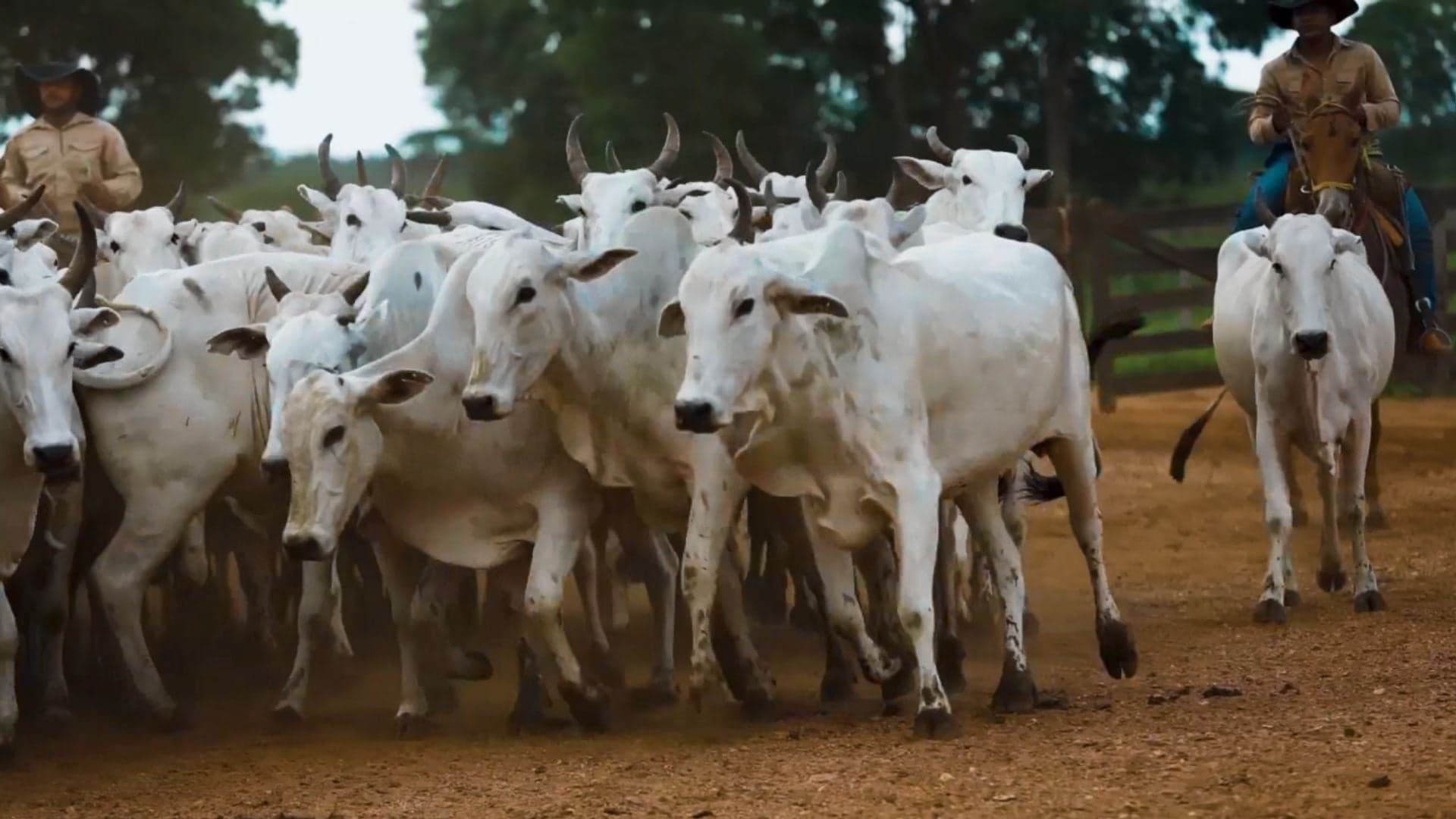 Veterinário esclarece manejo de vacas recém-paridas em SC