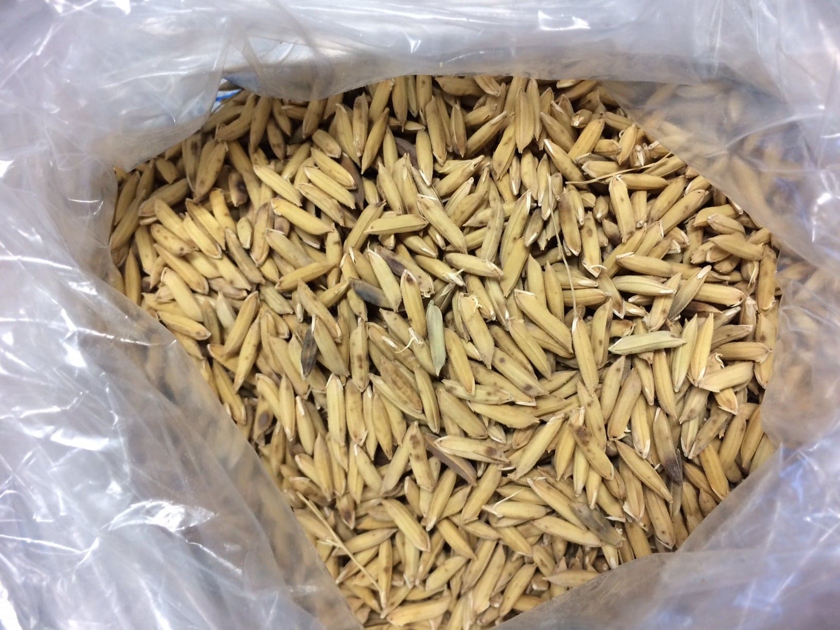 Germinação de arroz melhora seu valor nutricional e funcionalidade
