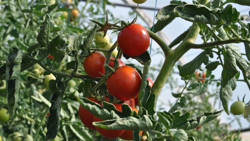 O enrolamento das folhas das mudas de tomate: por que acontece?