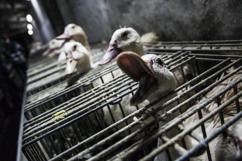 Lula deve sancionar lei que proíbe foie gras no Brasil
