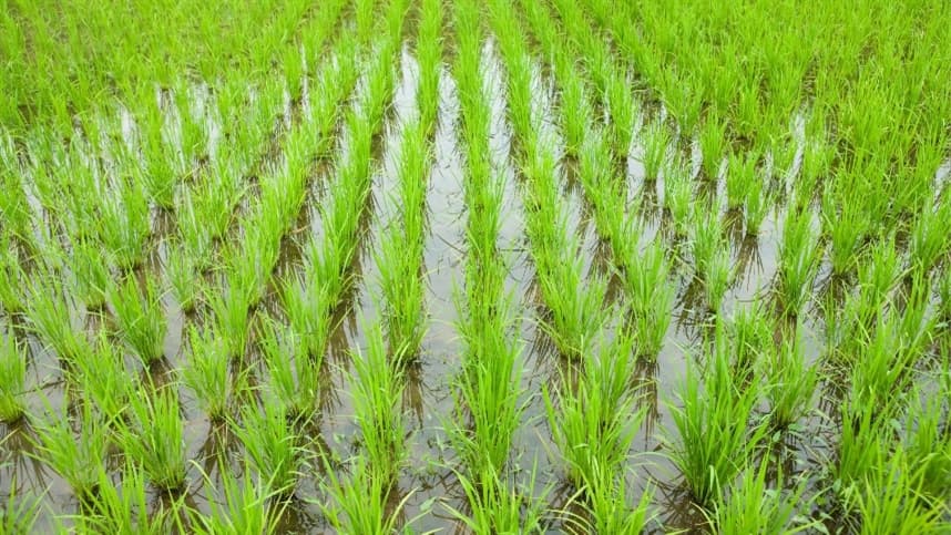 Mercado de arroz enfrenta novas dinâmicas com o El Niño