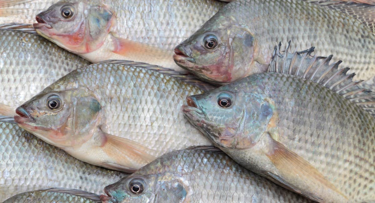 Ministério da Pesca divulga isenções de tarifa sobre produtos do mar