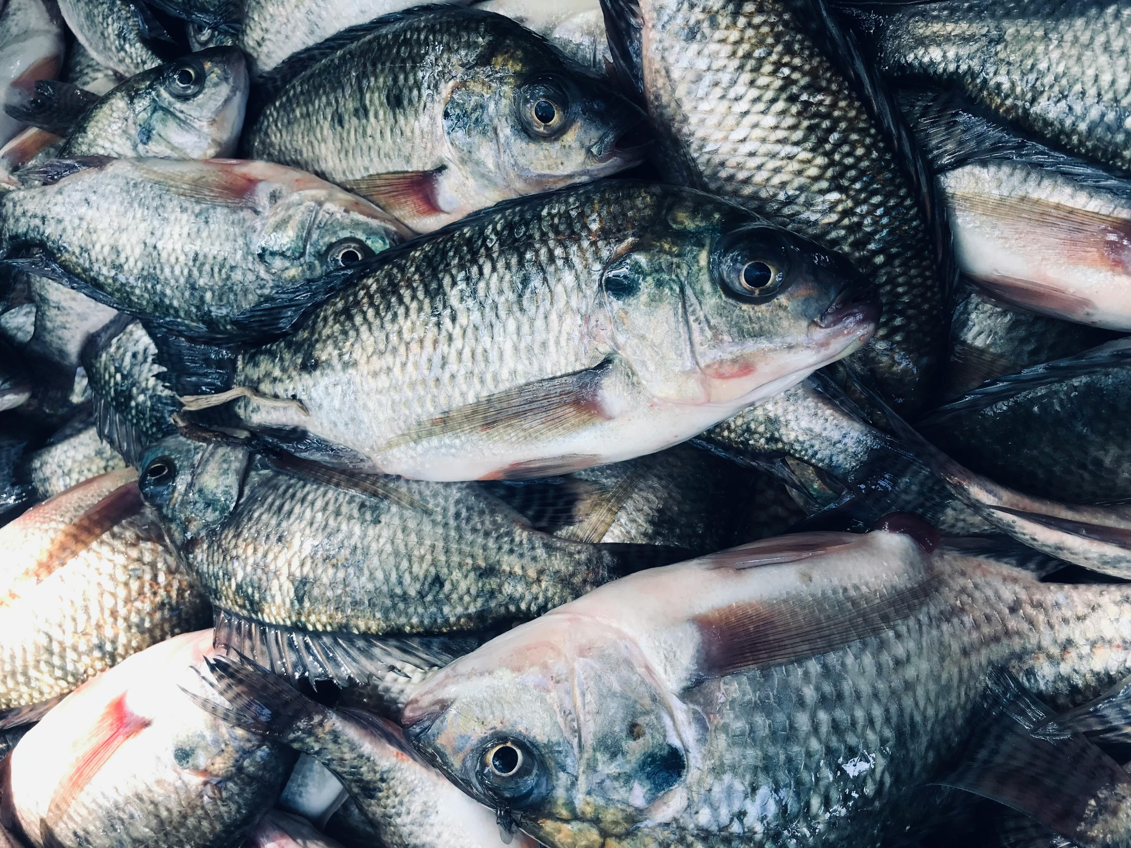 Preços da tilápia sobem em algumas regiões e caem em outras