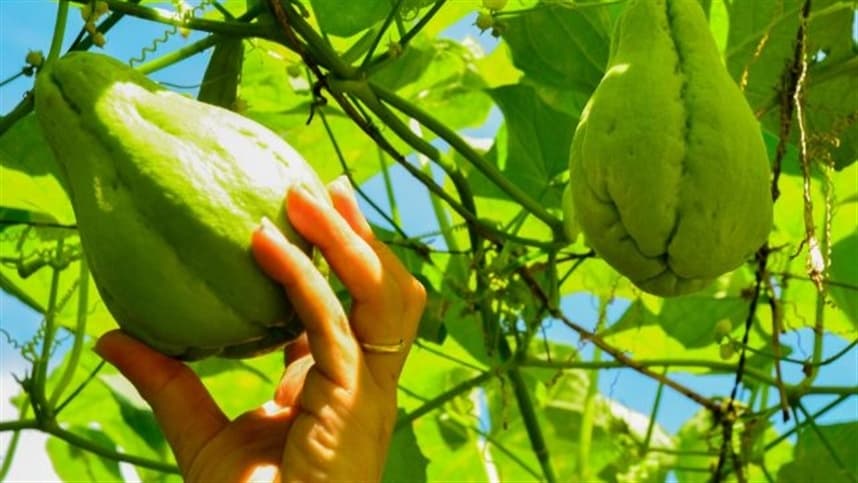 Anitápolis realiza I Festival do Chuchu para produtores rurais