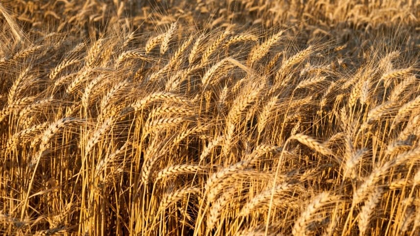 Mercado de trigo no Brasil apresenta preços firmes e comércio lento