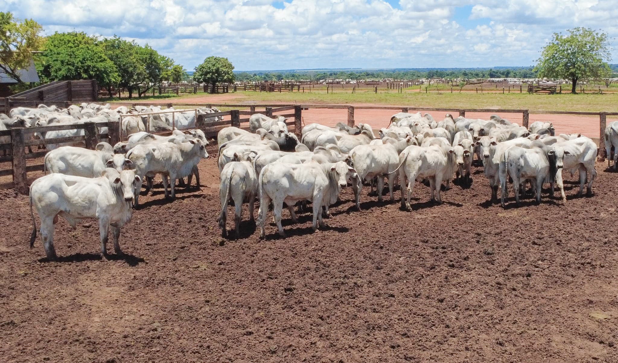 SRB pede reflexão sobre restrições da UE a exportação animal do Brasil