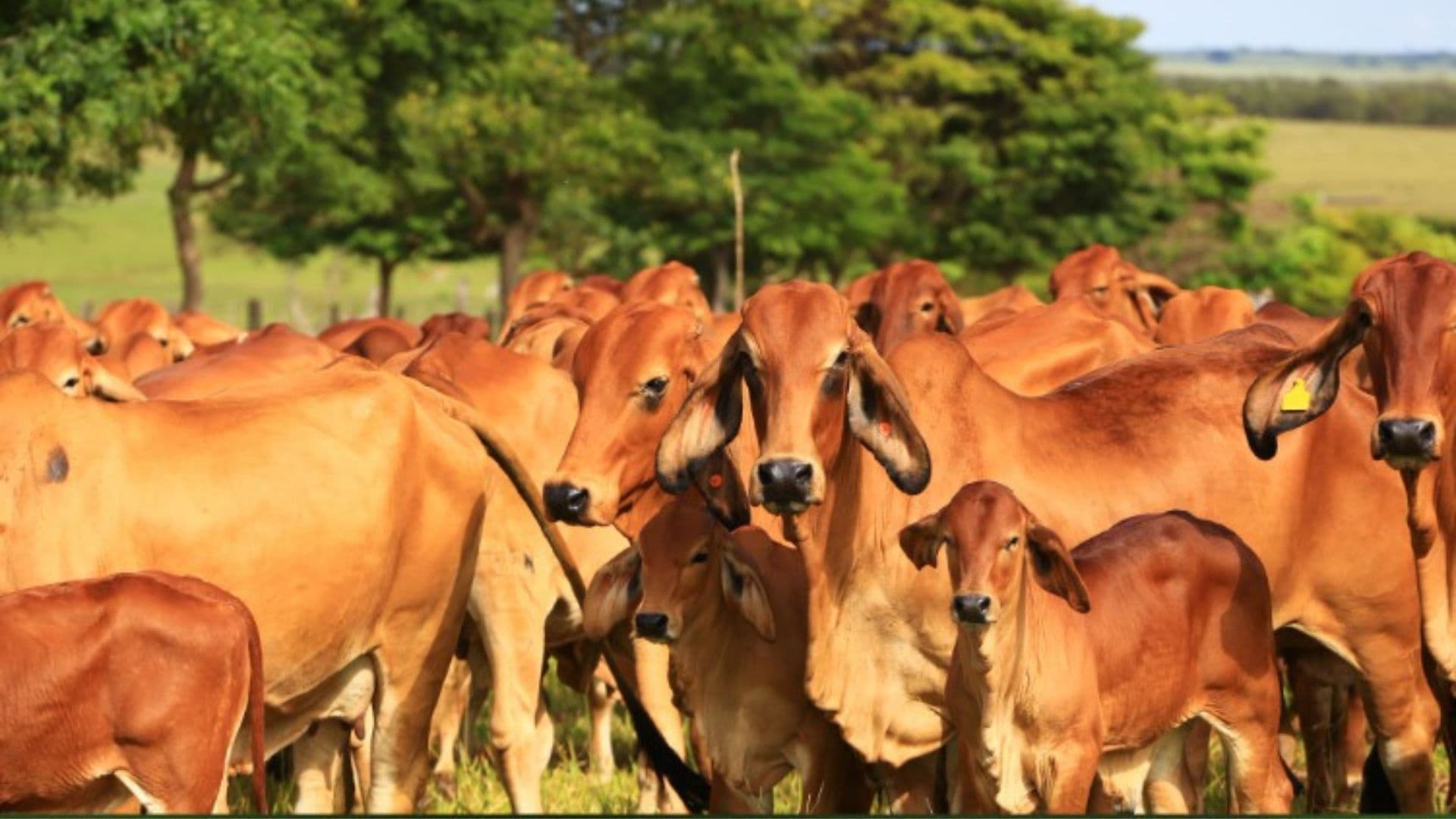 Brahman se destaca na pecuária brasileira com ganhos expressivos