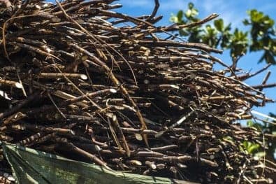 USP desenvolve enzima sustentável para branqueamento de papel
