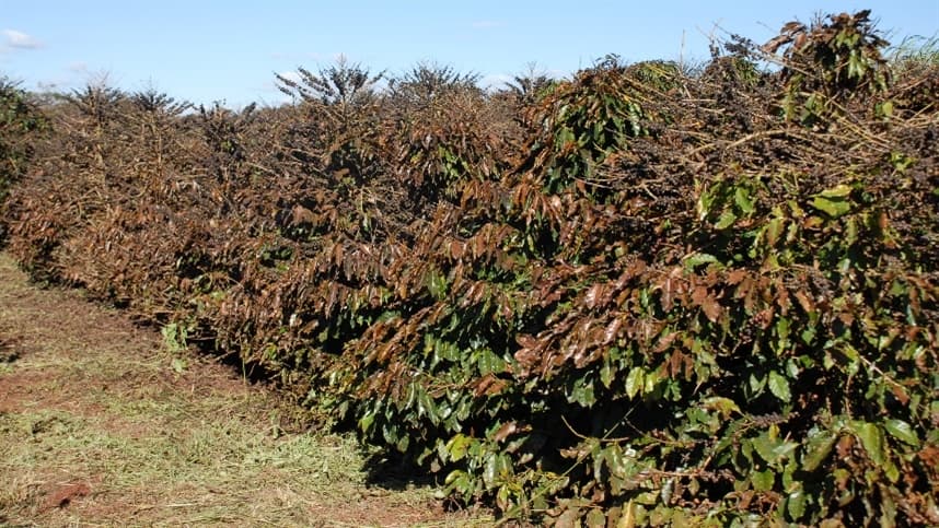 Colheita de café no Brasil avança com clima favorável
