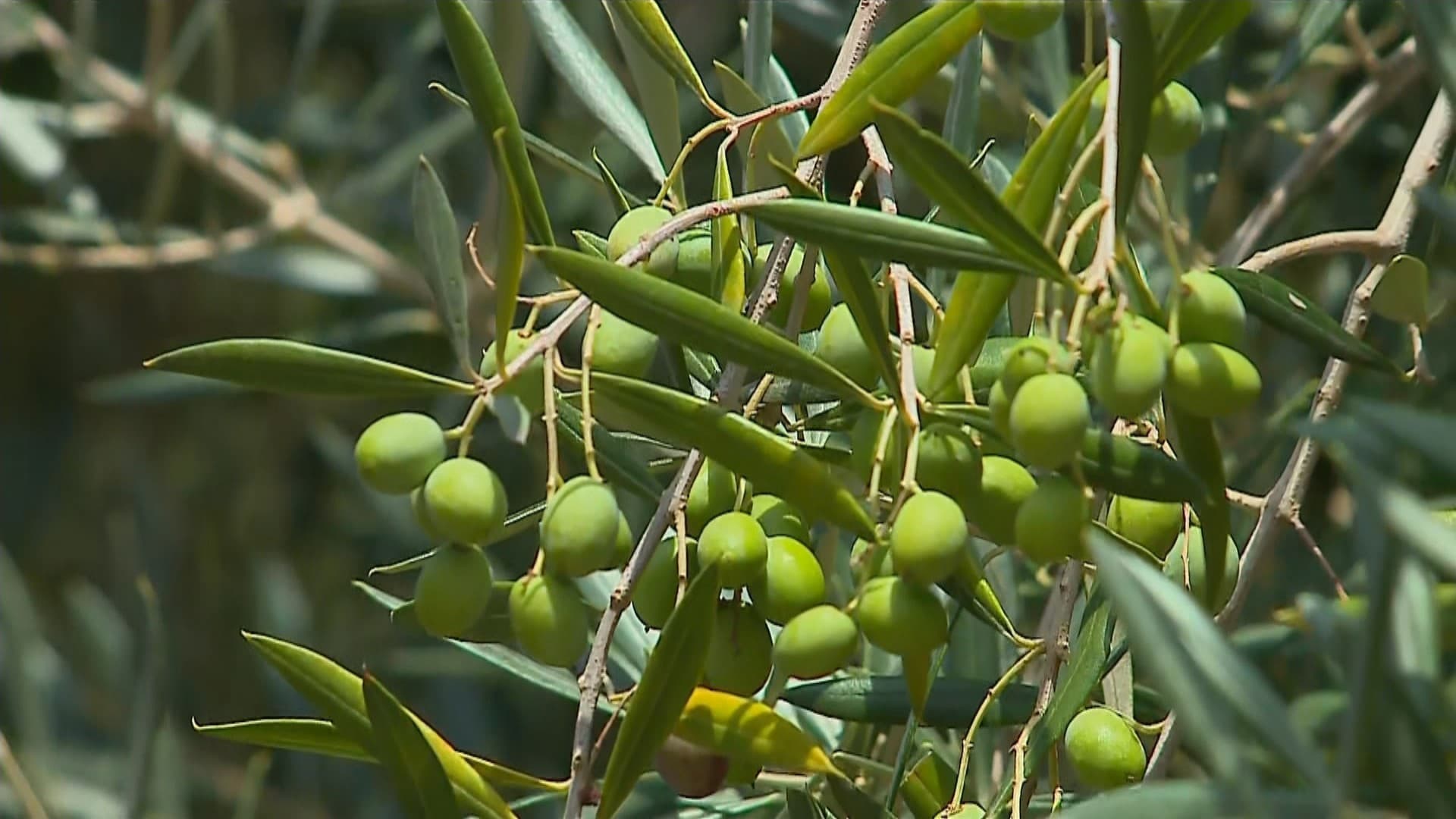 Dicas para cultivo de oliveiras são disponibilizadas a produtores