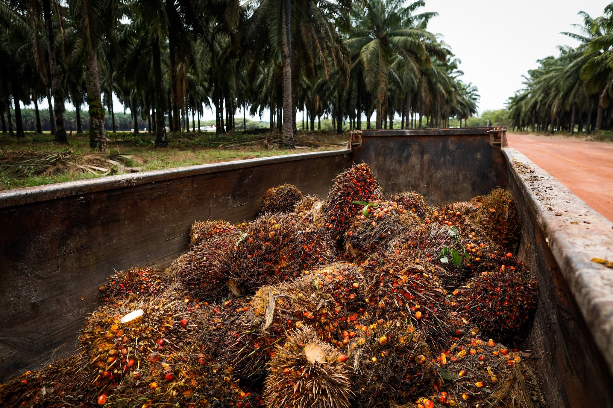 Daabon conclui aquisição da Agropalma no Pará