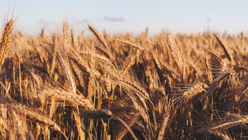 Aumento nos preços do trigo em agosto destaca desafios do setor no Brasil