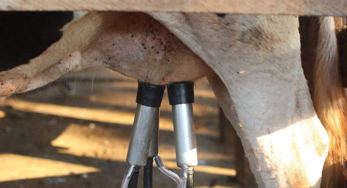 Produção de leite cru atinge recorde no primeiro trimestre de 2026