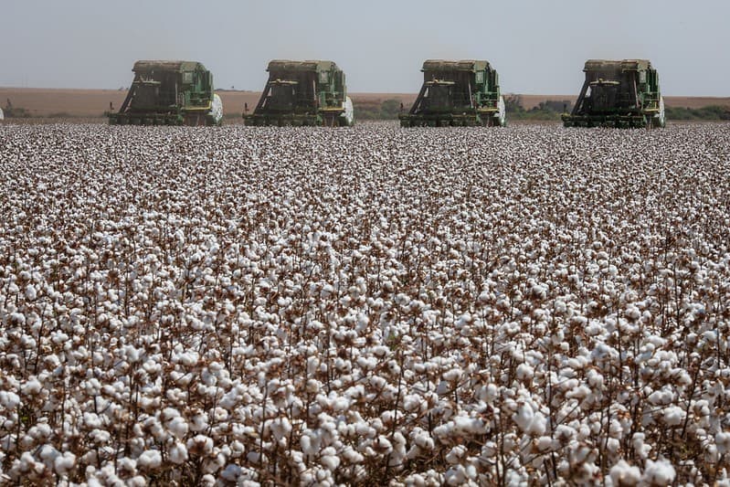 Produção de algodão no Brasil pode cair 1,5% em 2025/26