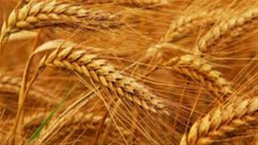 Situação do trigo nos EUA apresenta melhorias gerais