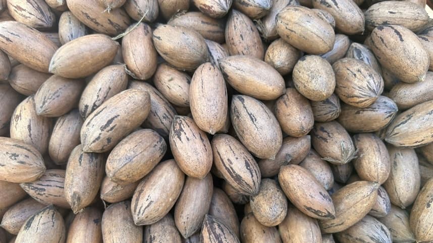 Preços da noz-pecã devem se manter estáveis com nova safra
