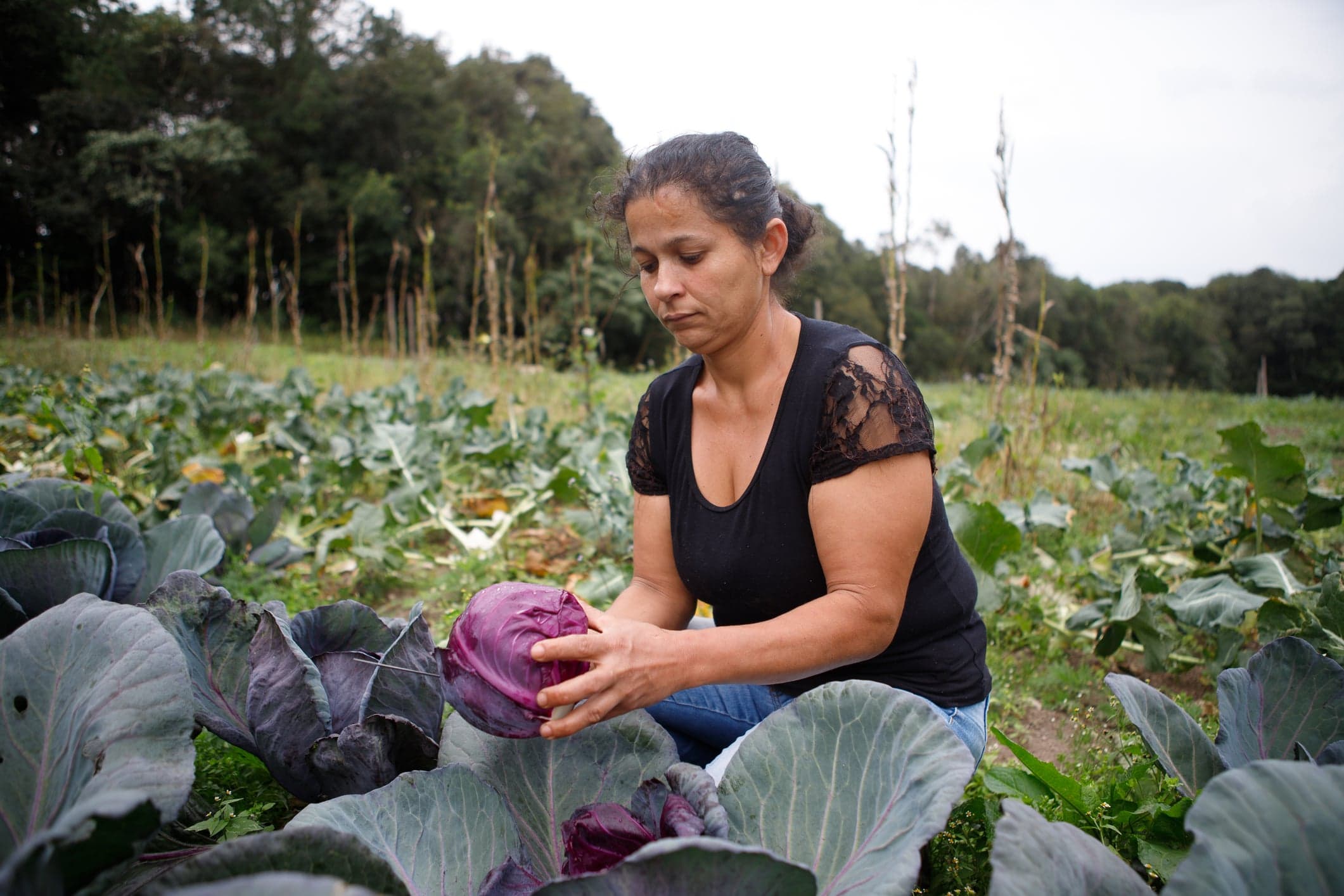 Fernanda Machiaveli anuncia aumento no Plano Safra da Agricultura Familiar
