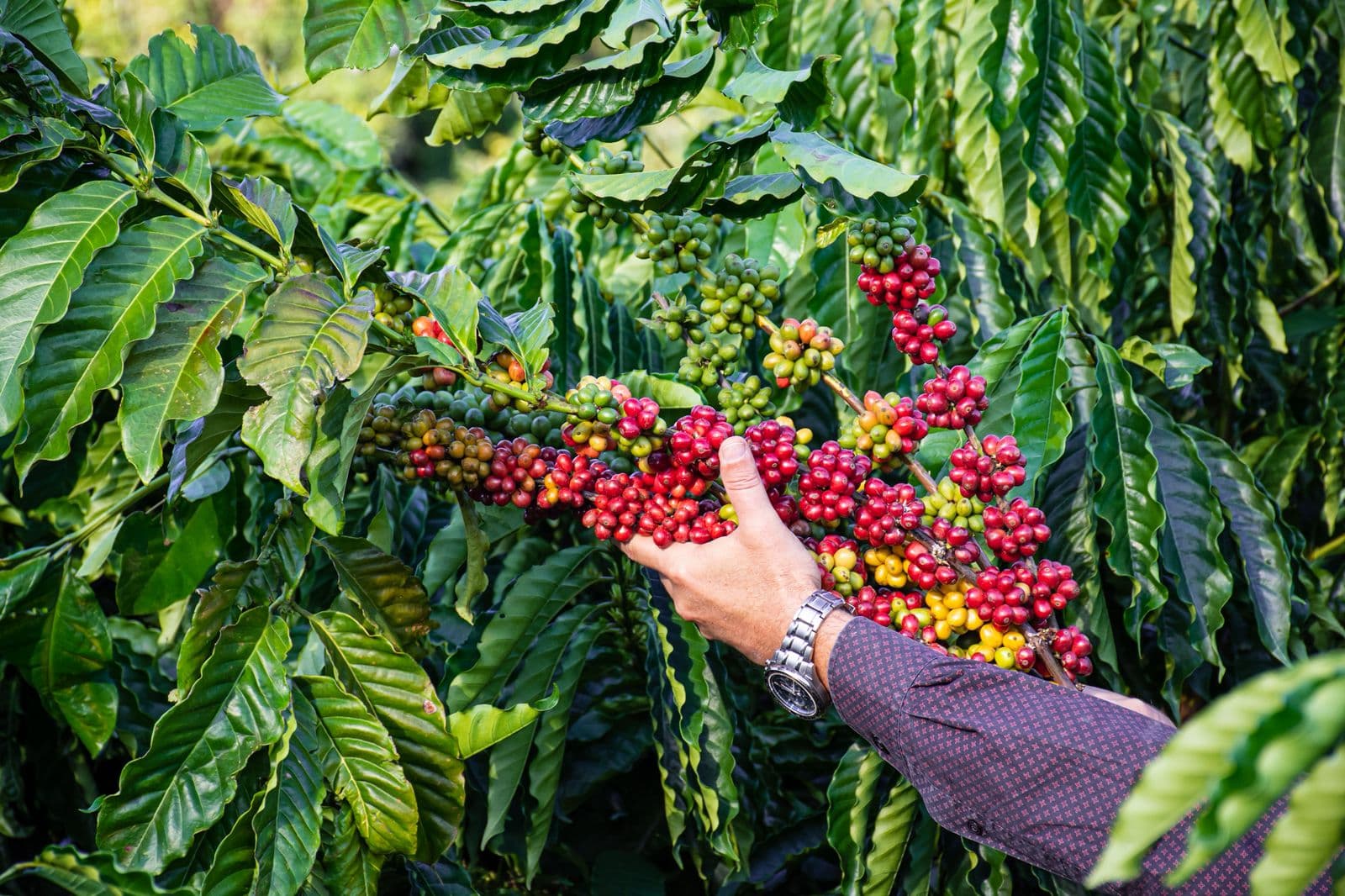 Estudo revela impacto da colheita na rentabilidade do café