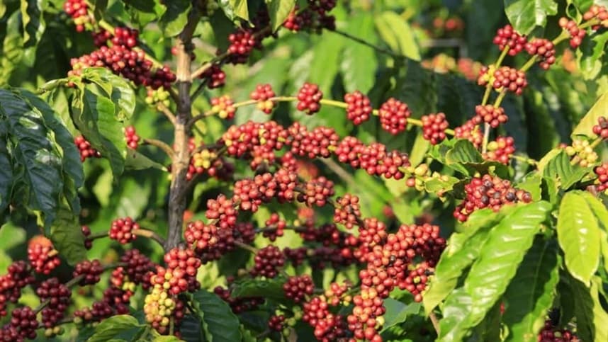 Preços elevados do café deixam produtores em stand-by em busca de oportunidades