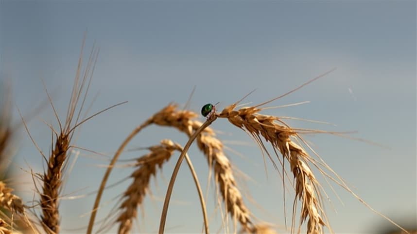 Mercado de trigo no Sul mantém preços firmes com venda prudente