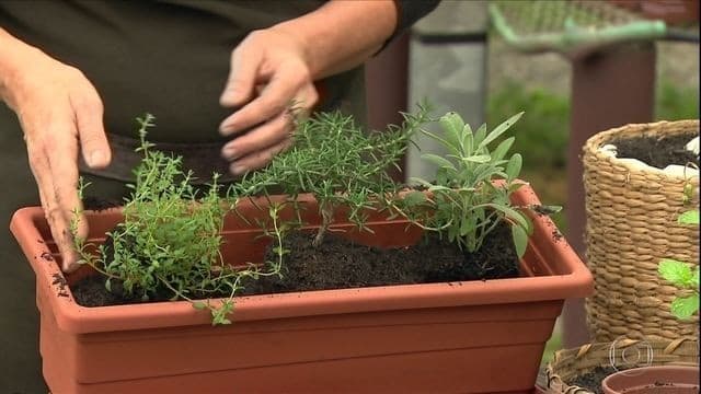 Dicas da Embrapa para criar horta em pequenos espaços