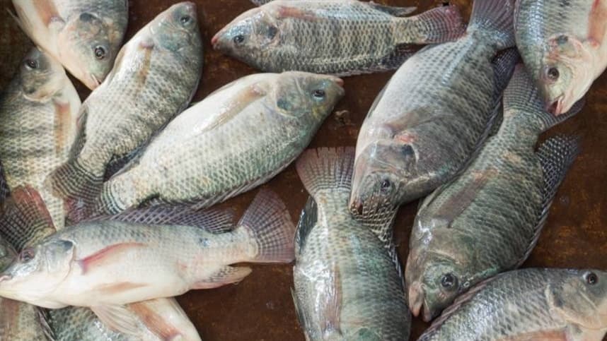 Mercado Mundial de Pescado Cresce com Aquicultura e Consumo