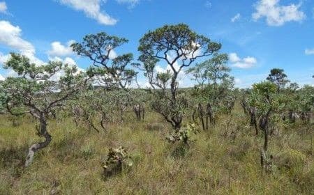 Diretora defende crédito para recuperação de pastagens no Cerrado