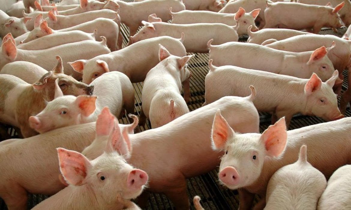 Setores de aves e suínos enfrentam escassez de trabalho com 20 mil vagas abertas