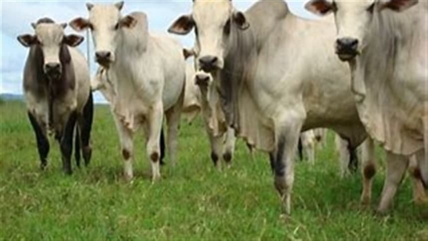 Digitalização na Pecuária: Nova Solução Aumenta Monitoramento de Bovinos
