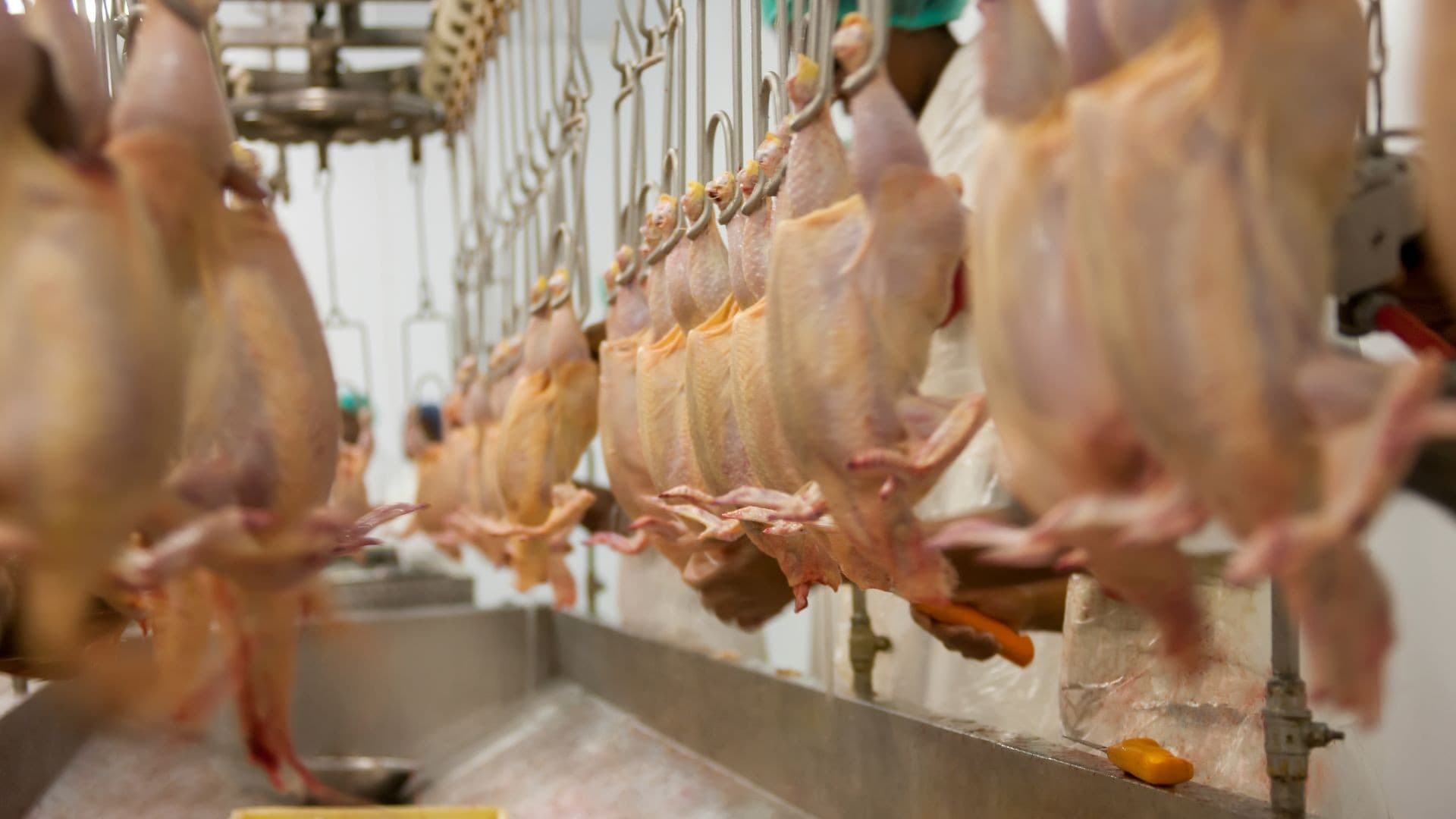 Exportações brasileiras de frango e milho afetam guerra no Oriente Médio
