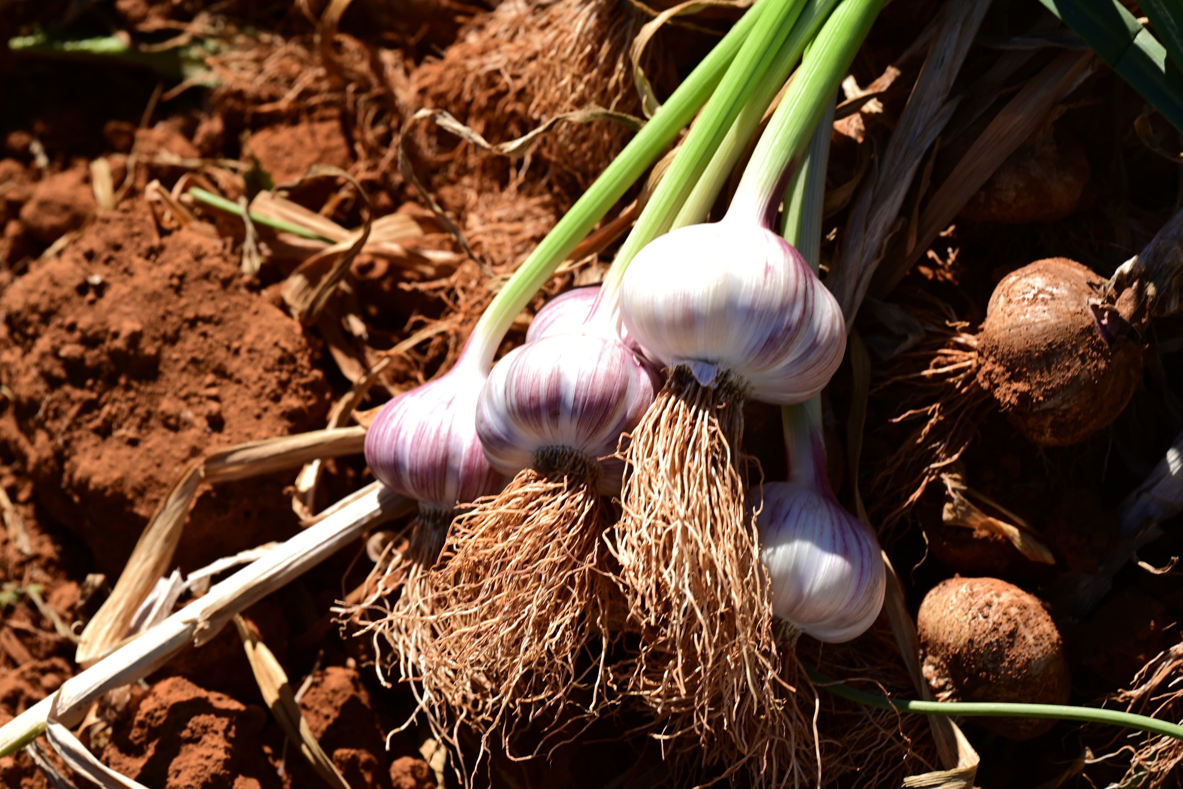 Produtores de alho enfrentam crise em Minas Gerais e no Sul