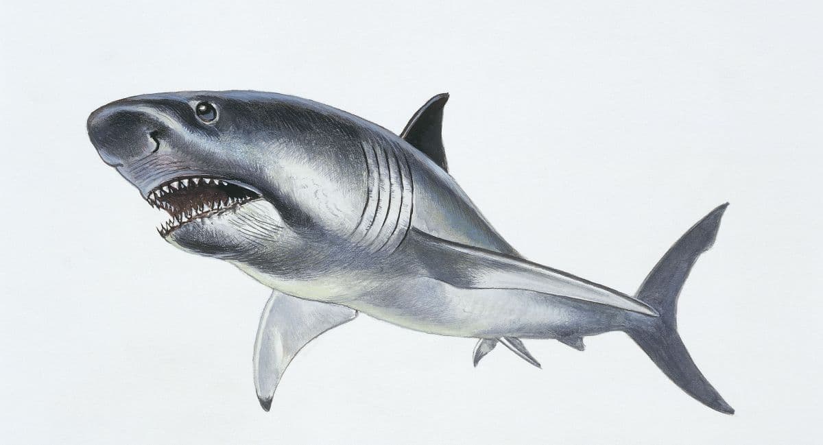 Vértebras do megalodonte confirmam tamanho de até 24,3 metros