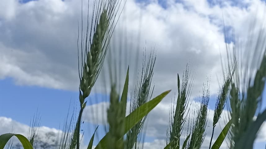 Mercado de trigo no Sul apresenta preços altos e baixa demanda