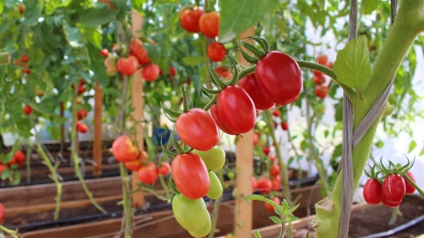 Preços do tomate sobem devido à queda da oferta