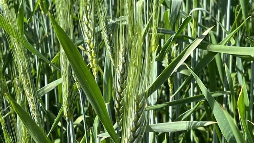 Mercado de trigo apresenta transição com foco em resistência