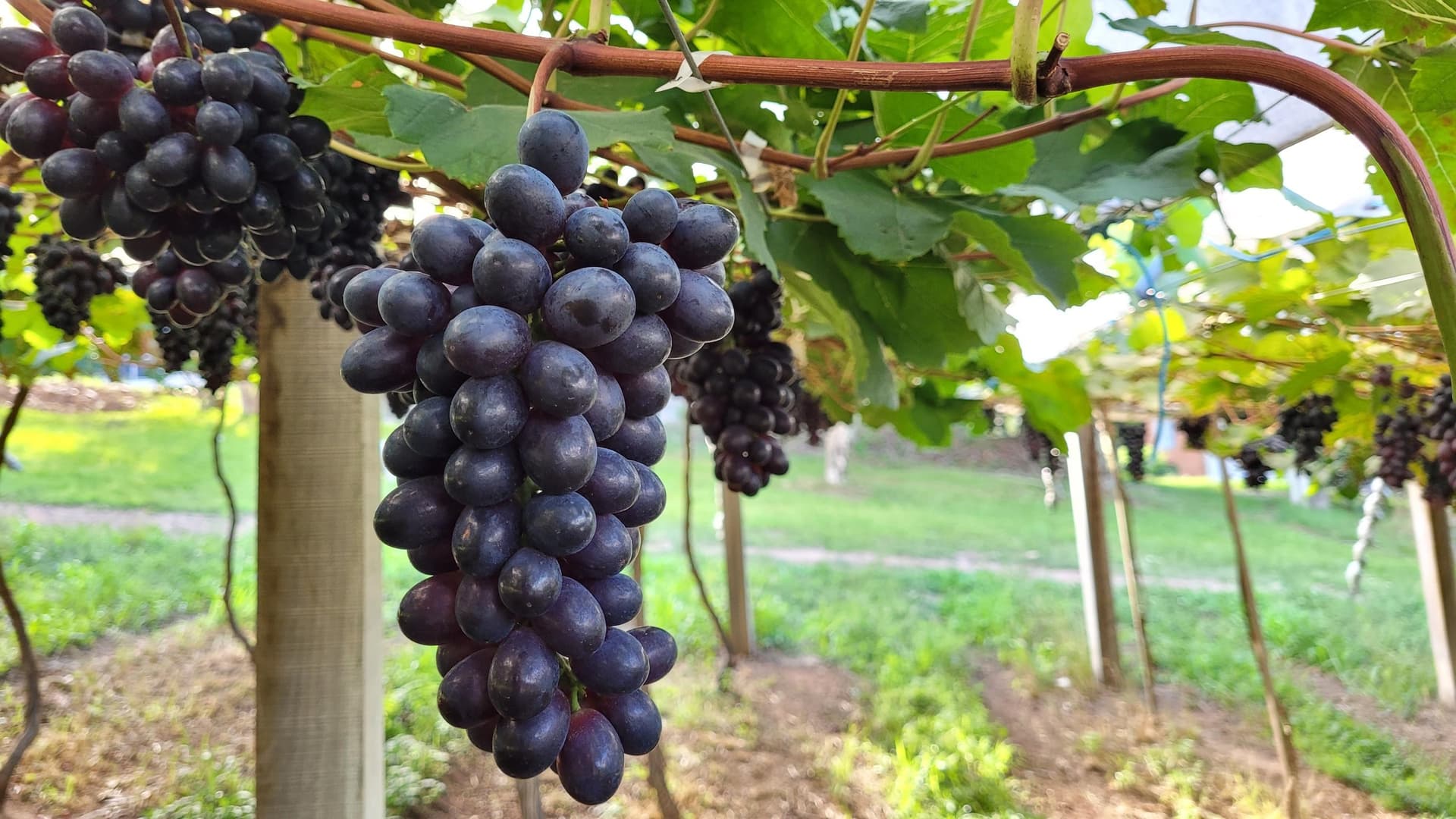 Frutas brasileiras têm maioria isenta de sobretaxa nos EUA