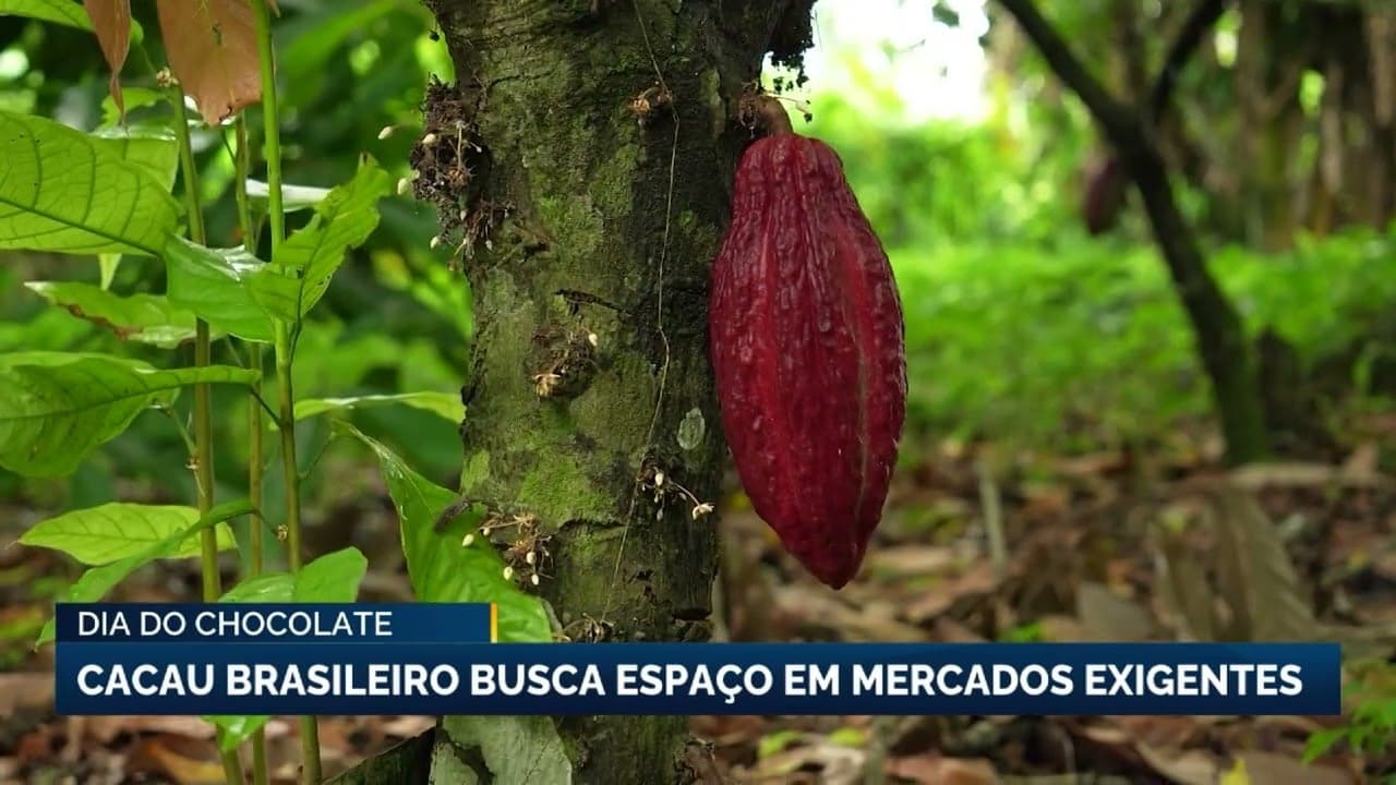 Cacau do Espírito Santo se adapta a novas exigências ambientais