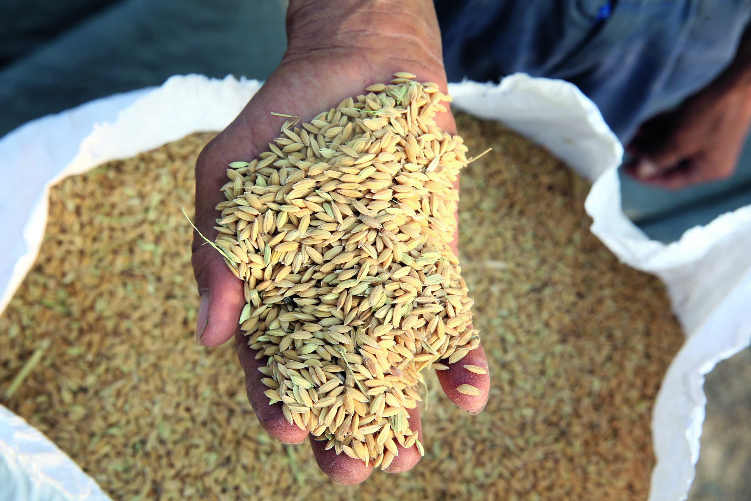 Leilão de arroz da Conab movimenta R$ 21 milhões em 119,7 mil toneladas