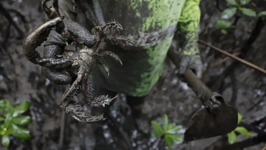 Caiçara destaca importância do defeso para a captura de caranguejos