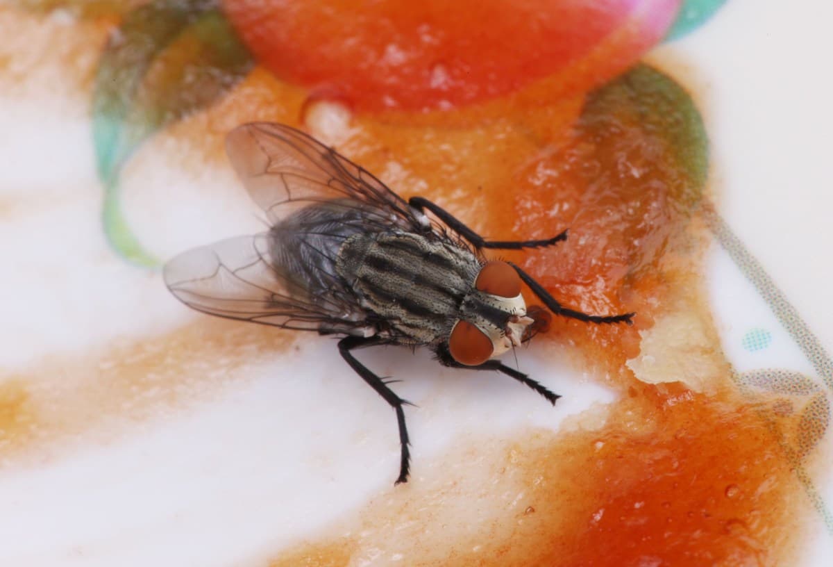 Como combater infestações de moscas em casa segundo especialistas