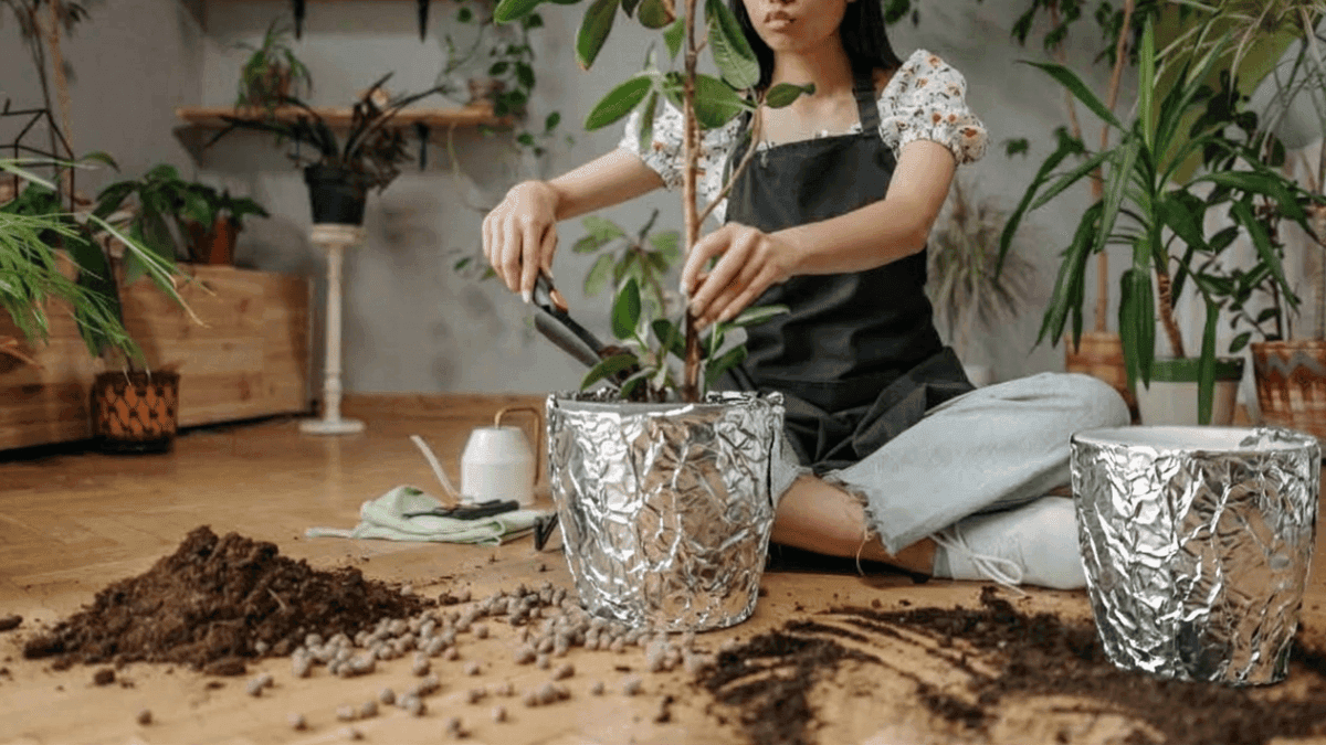 Dicas para Jardineiros: Uso do Papel-Alumínio em Plantas Internas