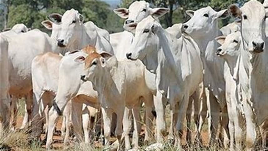 Cuidados no uso de cercas elétricas são essenciais para segurança rural